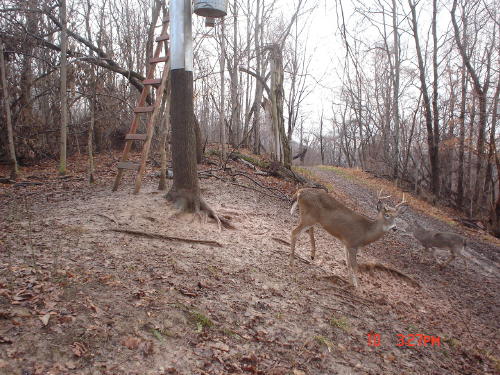 8 point buck